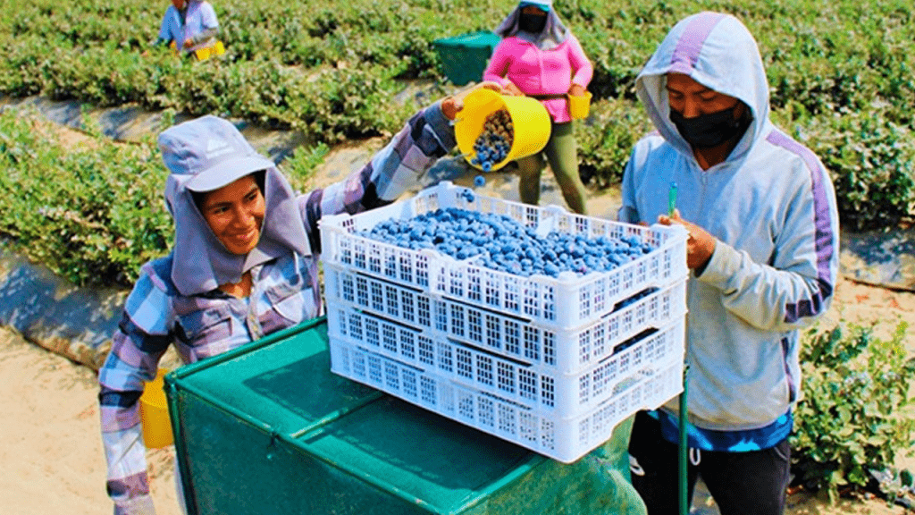 Guía para la gestión de planillas agrarias en Perú [2025]