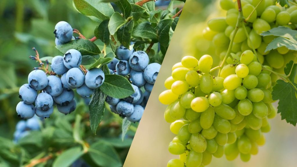 Soluciones de agricultura de precisión en Perú